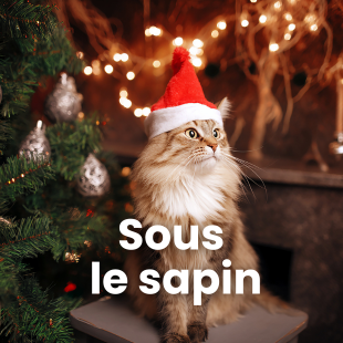 Chat sous le sapin